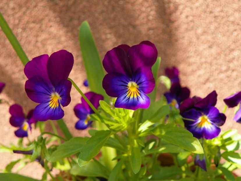 20 iul (22) - Vara 2019