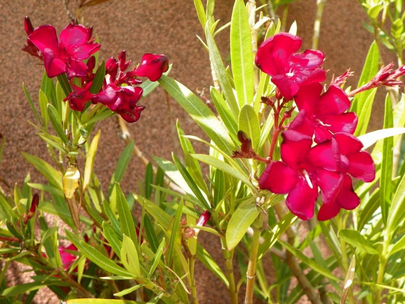 20 iul (23) - Vara 2019