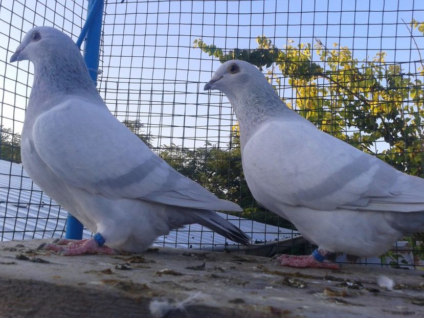 F+F - Seini 2019 de vinzare