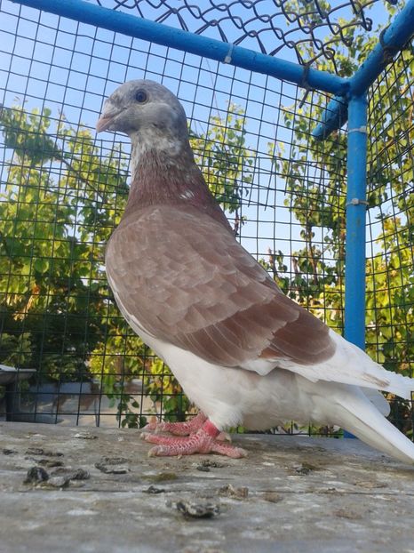 M 2019 - TRESTII DE VINZARE 2020