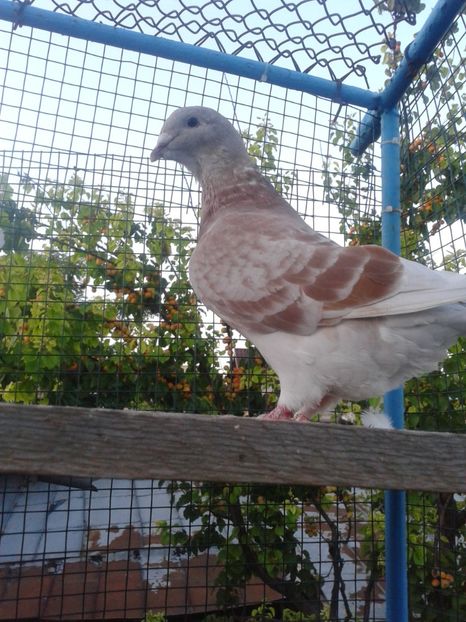 Fotografie0022 (2) - Tresti 2019