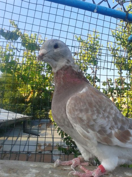 Fotografie0034 (5) - Tresti 2019