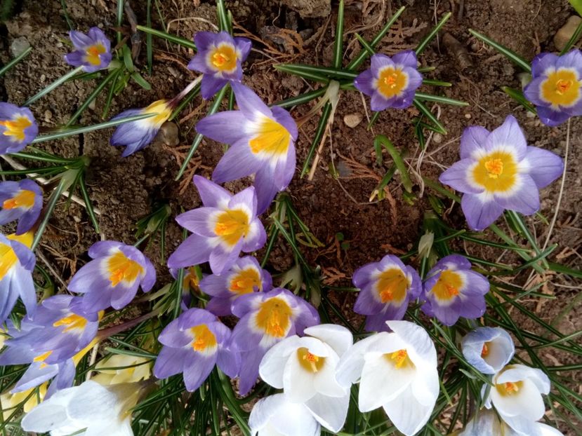  - Crocus