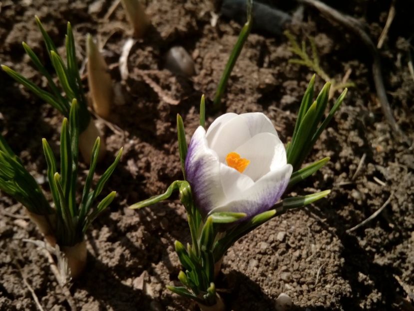  - Crocus