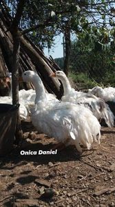 03.09.2019 tineret 5 luni - Boboci gaste frizate danubiene 5 luni 03 - 09 - 2019