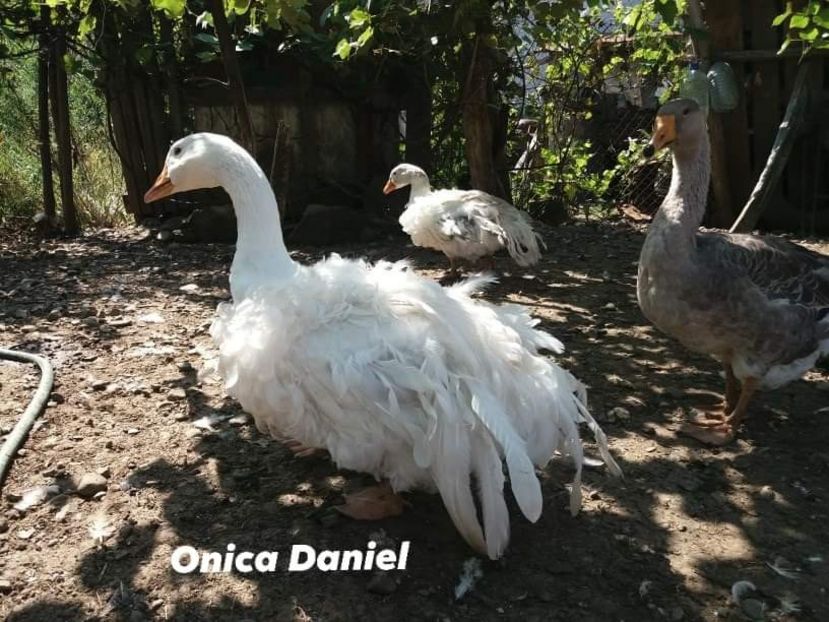  - Boboci gaste frizate danubiene 5 luni 03 - 09 - 2019