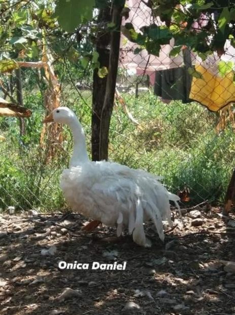  - Boboci gaste frizate danubiene 5 luni 03 - 09 - 2019