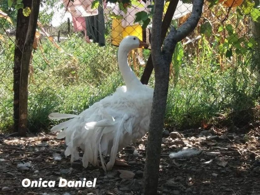  - Boboci gaste frizate danubiene 5 luni 03 - 09 - 2019