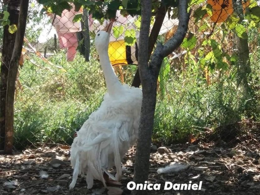  - Boboci gaste frizate danubiene 5 luni 03 - 09 - 2019