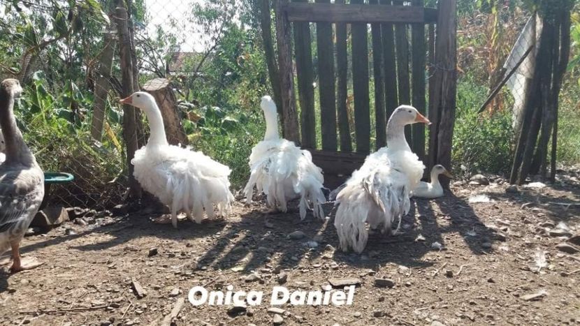  - Boboci gaste frizate danubiene 5 luni 03 - 09 - 2019