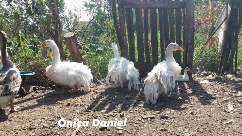  - Boboci gaste frizate danubiene 5 luni 03 - 09 - 2019