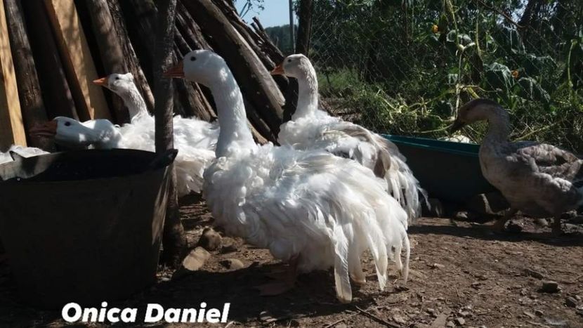  - Boboci gaste frizate danubiene 5 luni 03 - 09 - 2019
