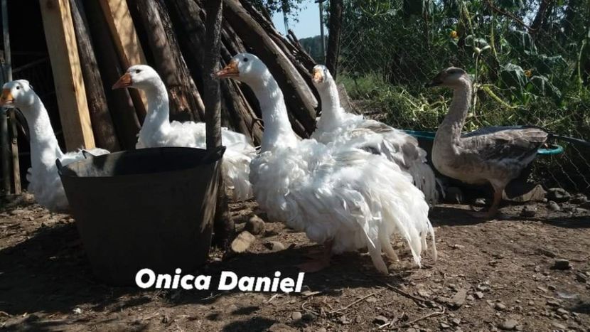  - Boboci gaste frizate danubiene 5 luni 03 - 09 - 2019