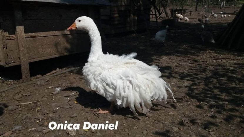  - Boboci gaste frizate danubiene 5 luni 03 - 09 - 2019
