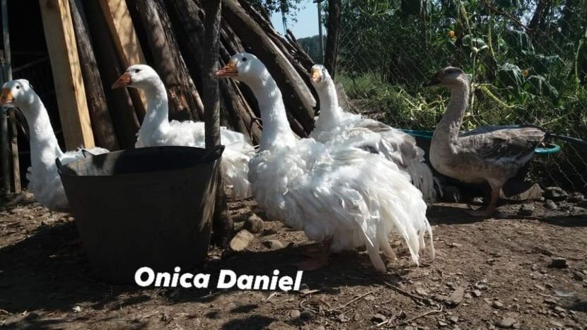  - Boboci gaste frizate danubiene 5 luni 03 - 09 - 2019