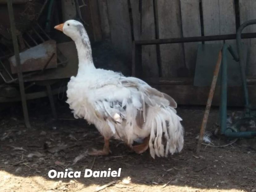  - Boboci gaste frizate danubiene 5 luni 03 - 09 - 2019