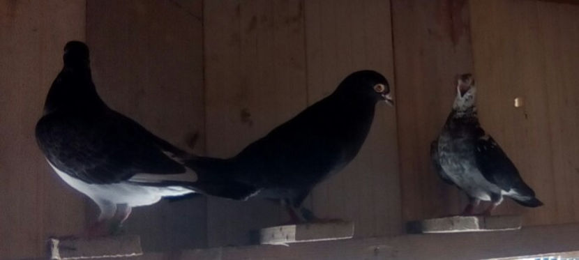 Spaniolul - 2014-2018