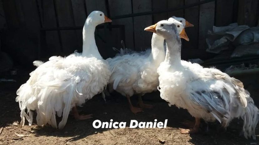  - Boboci gaste frizate danubiene 5 luni 03 - 09 - 2019