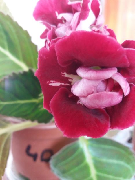 40 - gloxinia 2019