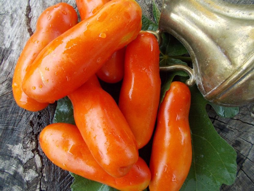  - SEMINTE ROSII - T 460 AURIA