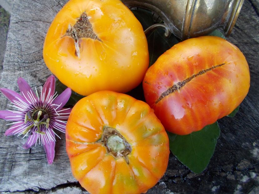  - SEMINTE ROSII - T 361 CHALILIS