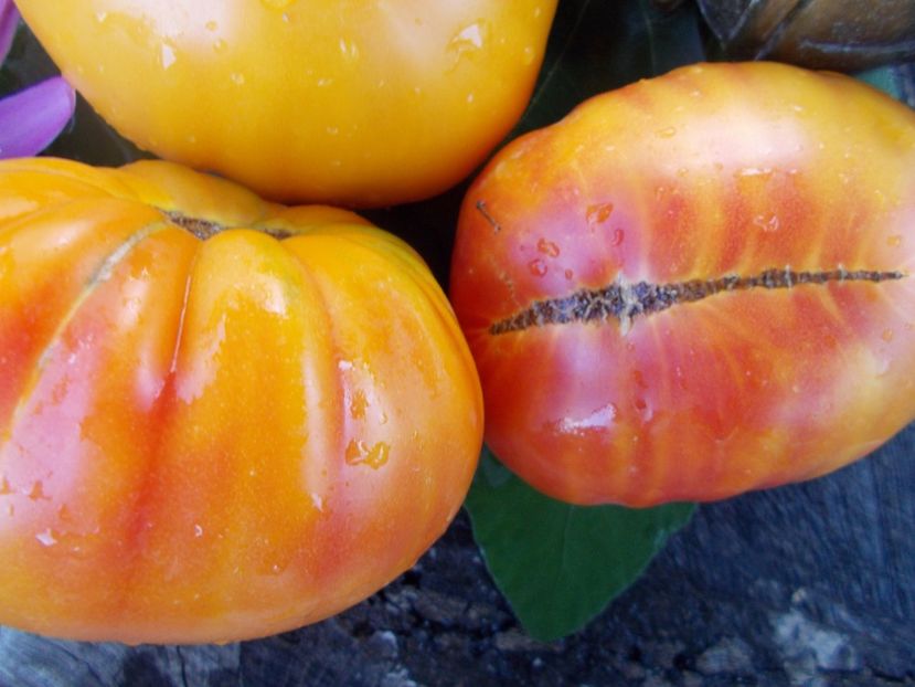  - SEMINTE ROSII - T 361 CHALILIS