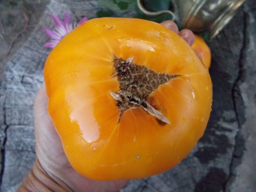  - SEMINTE ROSII - T 361 CHALILIS