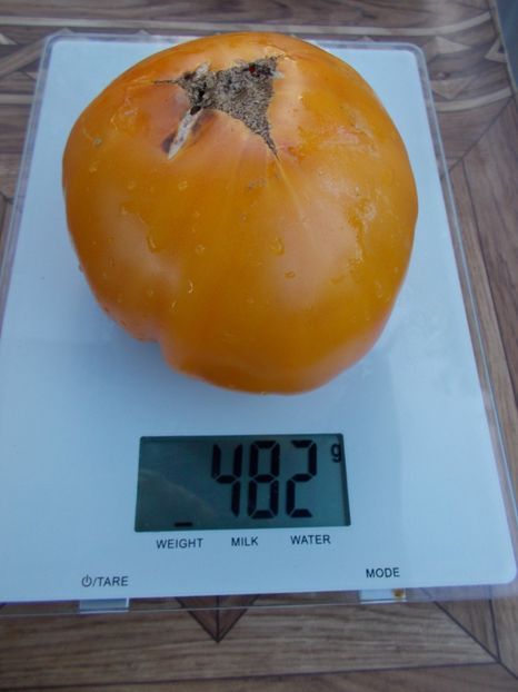  - SEMINTE ROSII - T 361 CHALILIS