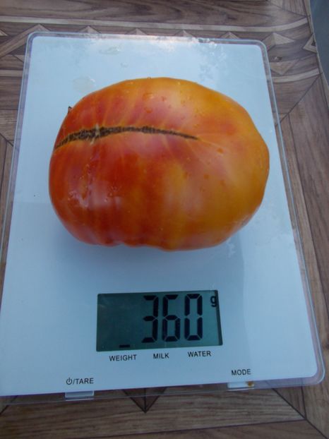  - SEMINTE ROSII - T 361 CHALILIS