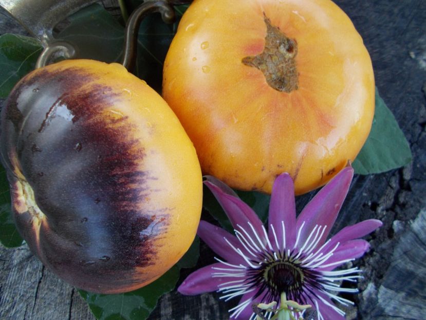  - SEMINTE ROSII - T 363 AFTERNOON DELIGHT