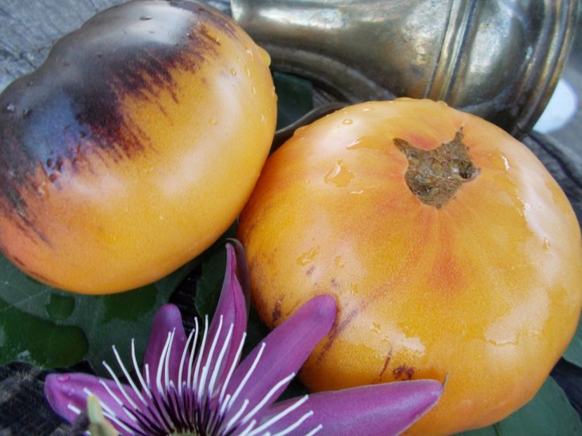  - SEMINTE ROSII - T 363 AFTERNOON DELIGHT