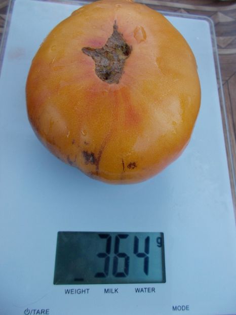  - SEMINTE ROSII - T 363 AFTERNOON DELIGHT