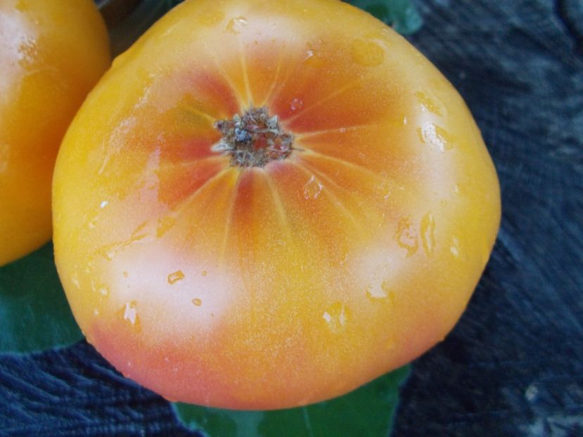  - SEMINTE ROSII - T 366 BIG ARCOBALENO BICOLOR