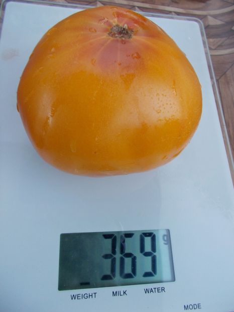  - SEMINTE ROSII - T 366 BIG ARCOBALENO BICOLOR