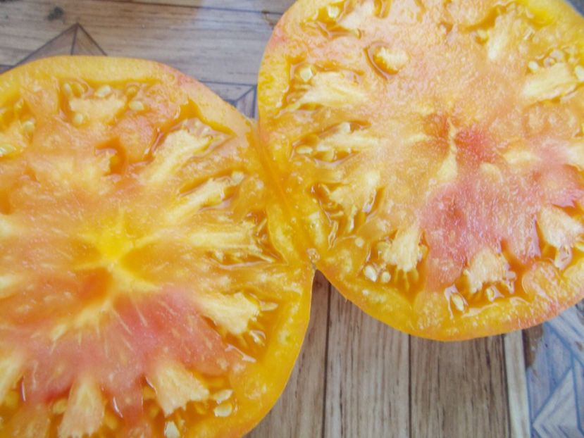  - SEMINTE ROSII - T 366 BIG ARCOBALENO BICOLOR