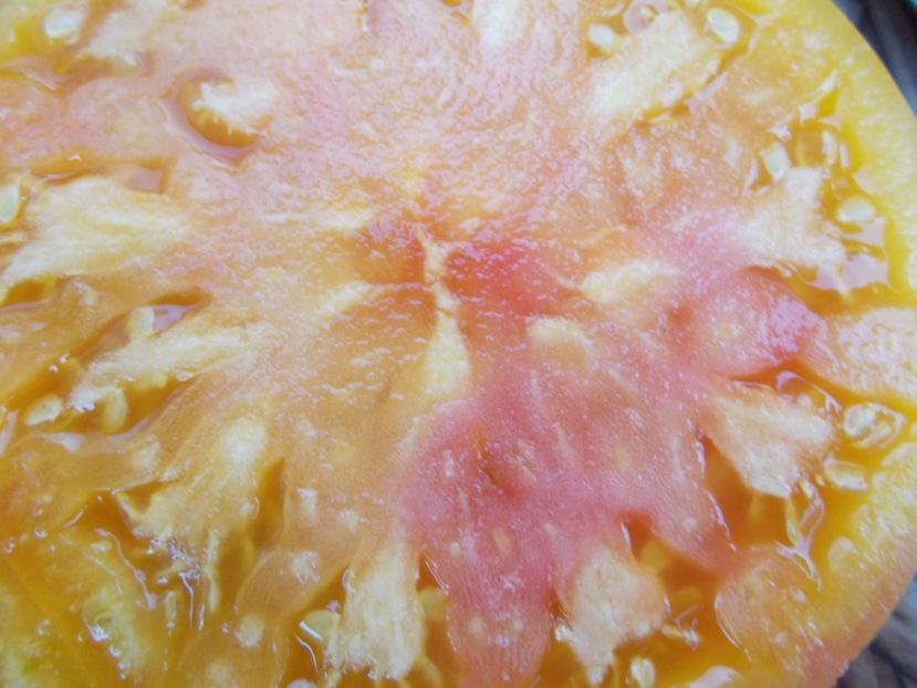  - SEMINTE ROSII - T 366 BIG ARCOBALENO BICOLOR