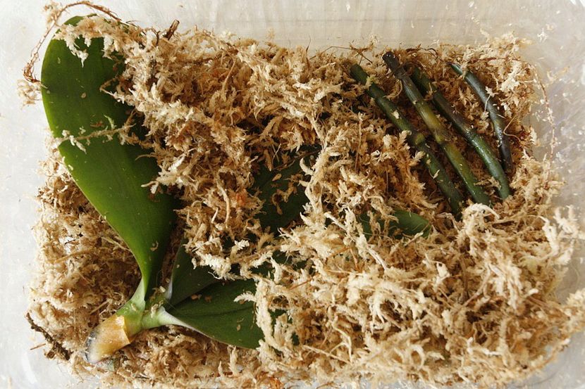 02.09.19 - 4 Putrezire radacini