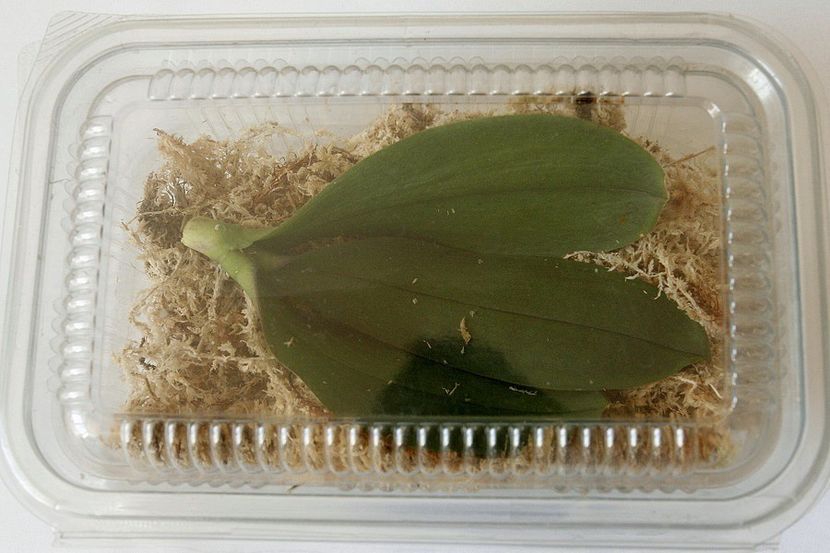 02.09.19 - 4 Putrezire radacini