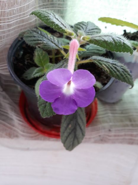  - Achimenes 2019