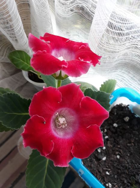  - Gloxinia din seminte