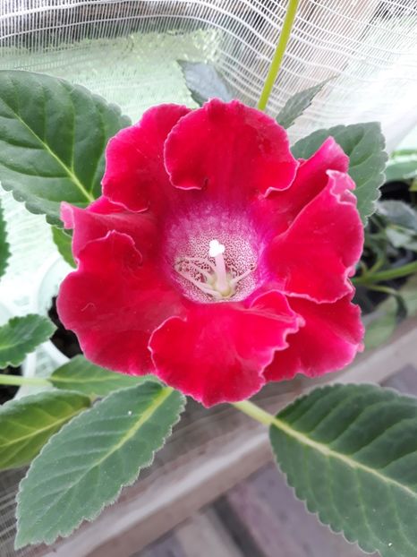  - Gloxinia din seminte