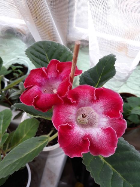  - Gloxinia din seminte