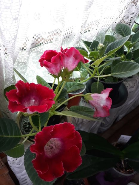  - Gloxinia 2019