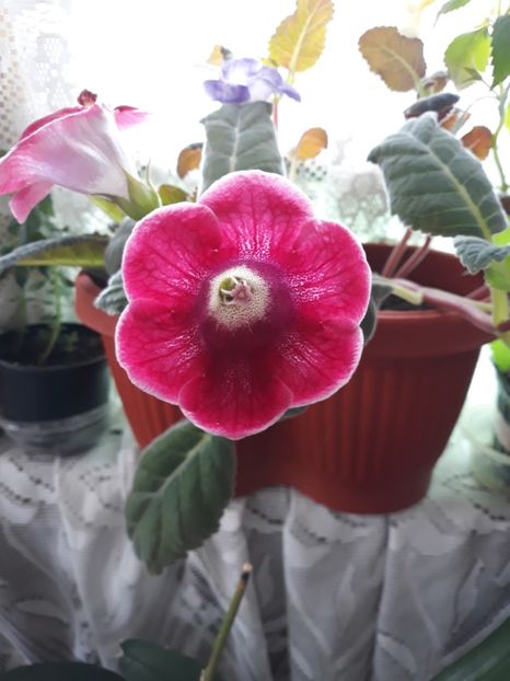  - Gloxinia 2019