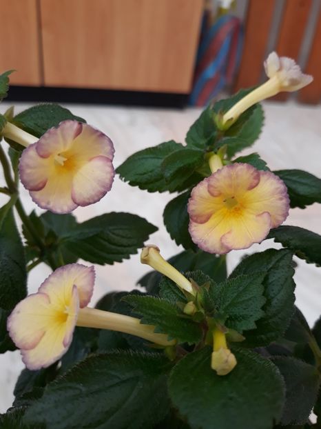 Honey Queen - R19 - Hugues Aufray