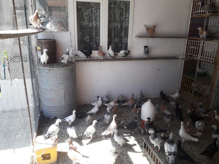  - voiajori germani de frumusete DE VINZARE