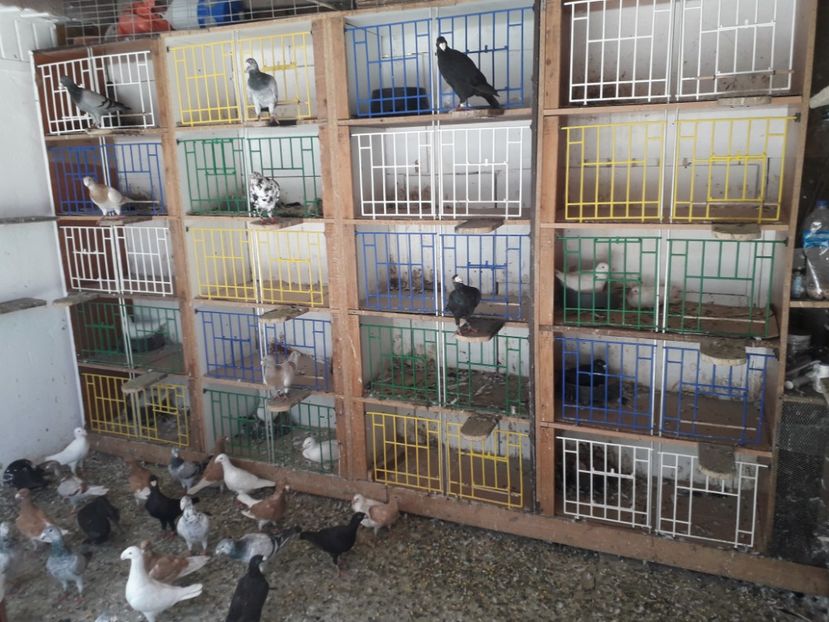  - voiajori germani de frumusete DE VINZARE