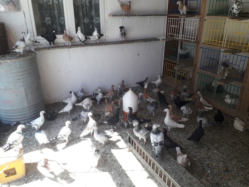  - voiajori germani de frumusete DE VINZARE