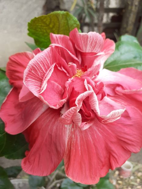  - hibiscus tahitian pink hat