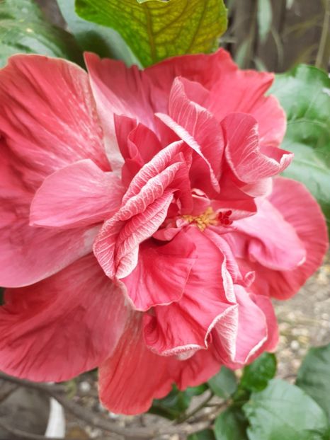  - hibiscus tahitian pink hat
